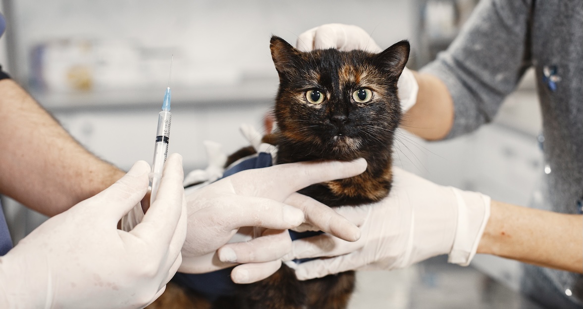 Hond kat huisdierenverzekering Verhuisdieren Figo